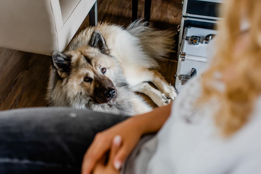 Getting Ready im Hotelzimmer mit Hund auf Sylt. Hochzeitsfotografin für Hochzeitsreportage auf Sylt buchen.