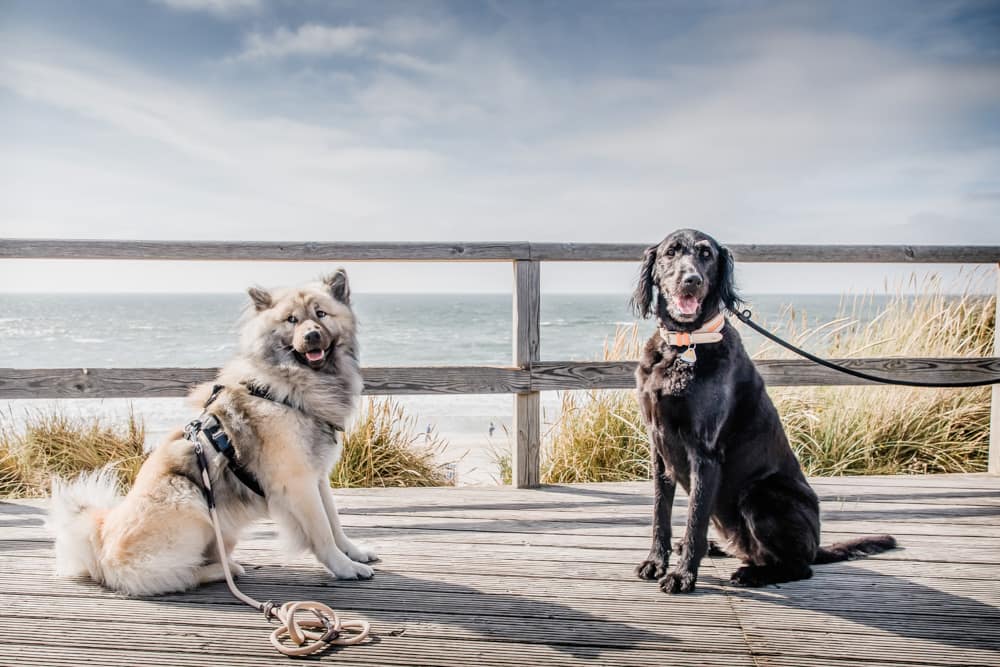 Hochzeitshunde - weddingdogs am Strand in Kaitum. Hochzeitsfotografin für Hochzeitsreportage auf Sylt buchen.