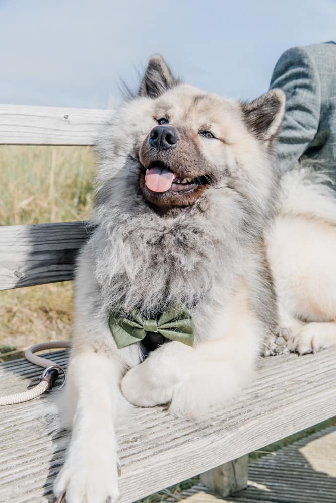 Happy Weddingdog. Hochzeitsfotografin für Hochzeitsreportage auf Sylt buchen.